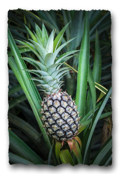 Ananas