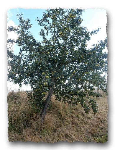 Birnenbaum