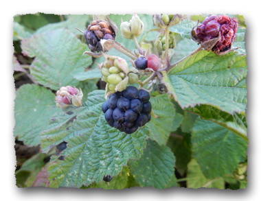 Brombeere