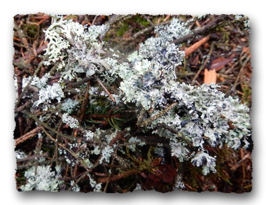 Isländisches Moos Rezepte