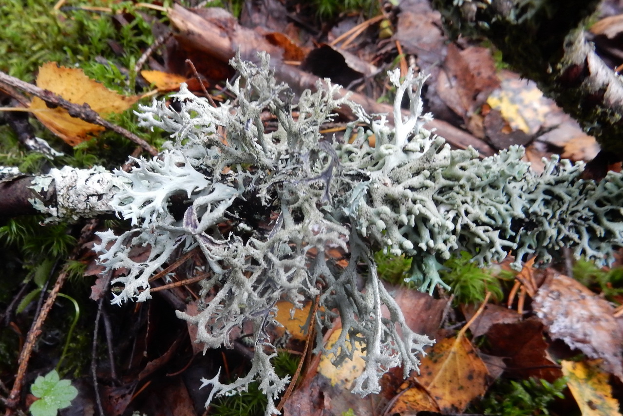 Isländisches Moos Rezepte