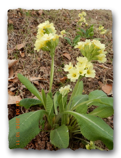 Schlüsselblume