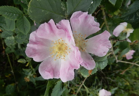 Wildrose
