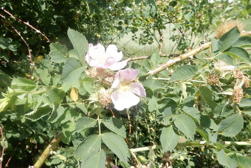 Wildrose