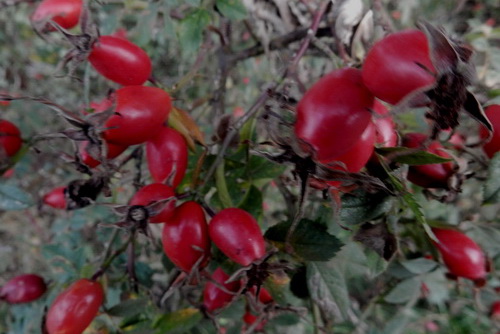 Wildrose