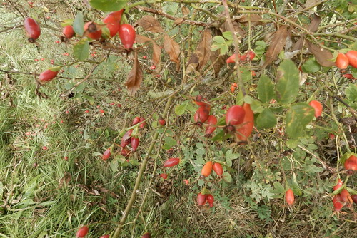 Wildrose
