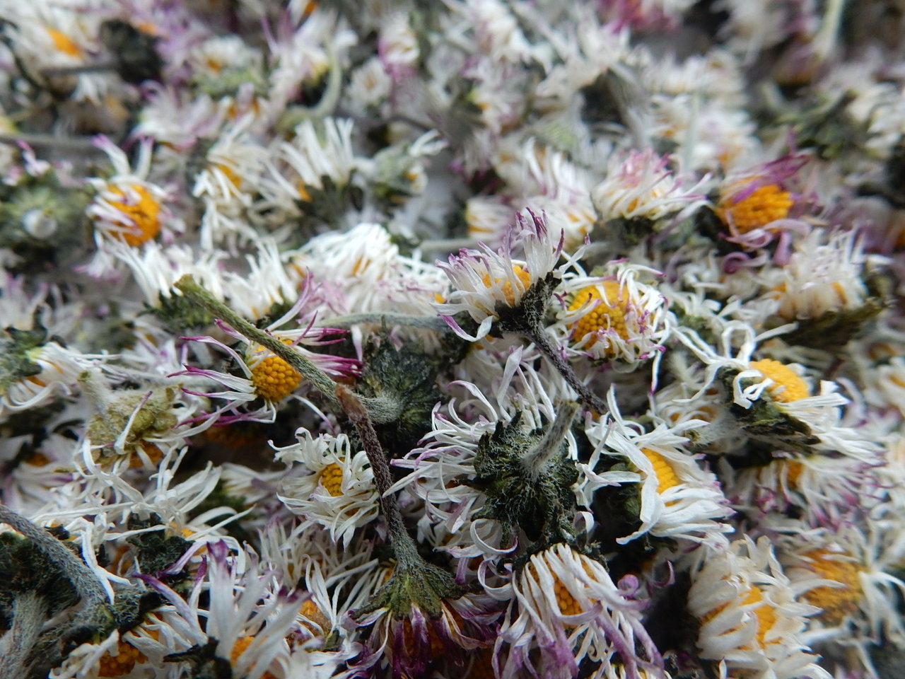 Gänseblümchen
